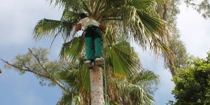 Mantenimiento y Poda de Palmeras en Costa del Sol